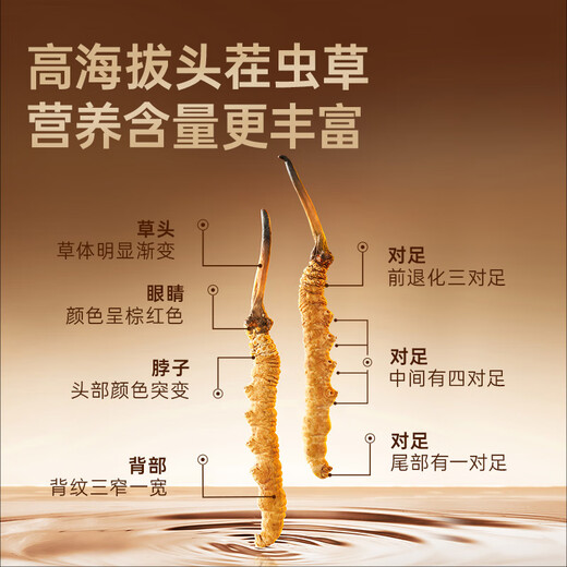 阿依舍西藏野生冬虫夏草约5根/g10克约50根那曲虫草礼盒滋补品送礼