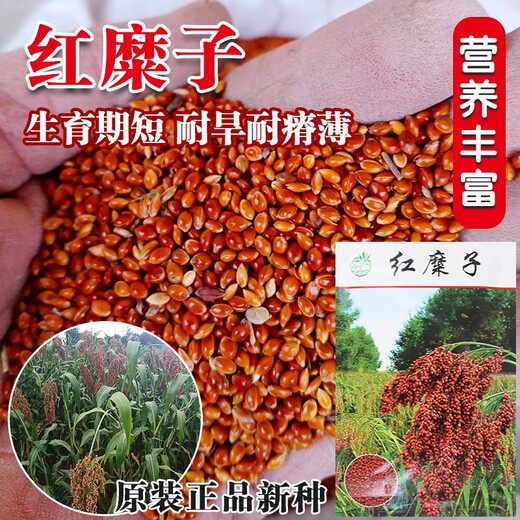 Красный клейкий рис, липкие семена ревеня, метлы, семена проса, семена проса в оболочке, клейкий рис, мягкий рис, рисовые клецки, весеннее, красное просо/50г, красный липкий рис 1 пакетик