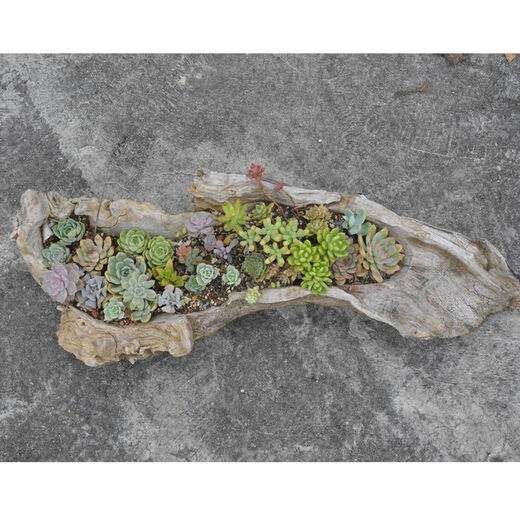 Succulent wood flower tank natural log wood root dead wood flower pot Zen Dendrobium succulent plant rotten wood flower pot Black 1355