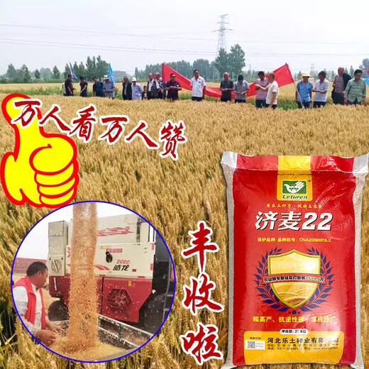 Nationally approved Jimai 22 wheat seeds, high-quality strong-gluten field winter wheat seeds, high-yielding dwarf stalks, resistant to lodging and large ears, original species Jimai 22 wheat 1 Jin Jin is equal to 0.5 kg, cultivated by Shandong Academy of Agricultural Sciences