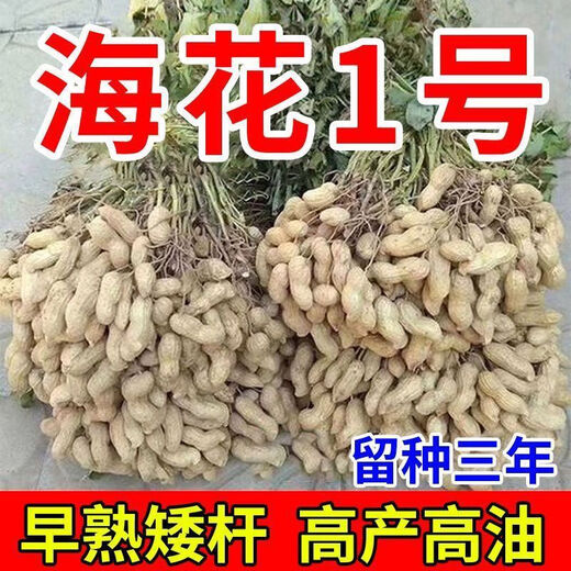 Peanut seeds Academy of Agricultural Sciences seed shelled original seed thin-skinned farmer sun-dried red-skinned raw peanuts Purity First generation Haihua No. 1 Net weight shipped 2Jin Jin equals 0.5 kg