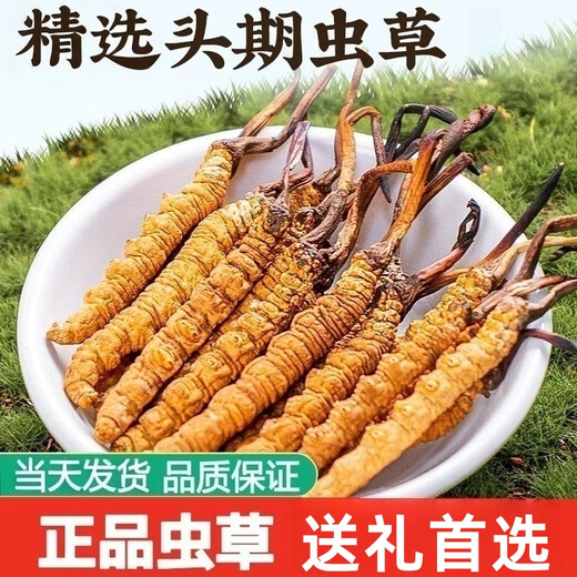 鹿章堂冬虫夏草礼盒装正宗藏区雪山虫草送礼佳品品质保证当天发货 西藏那曲精品虫草4条1克50条
