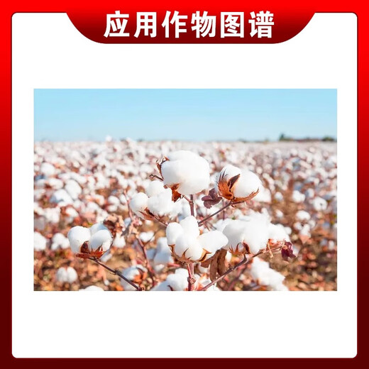 Ethephon ripening agent banana tomato persimmon rice cotton corn pineapple rubber tree growth regulator 100g