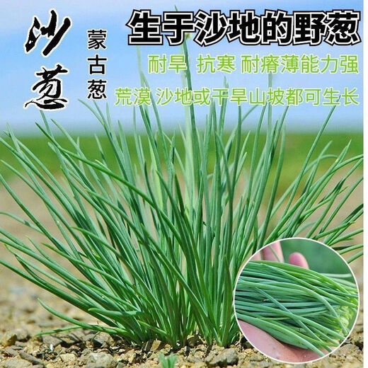 Original cold-resistant and drought-resistant wild onion seeds, wild onion seeds, Inner Mongolia balcony four-season onion seeds, wild onion seeds, new seeds this year, 2 packs of about 2,000 seeds
