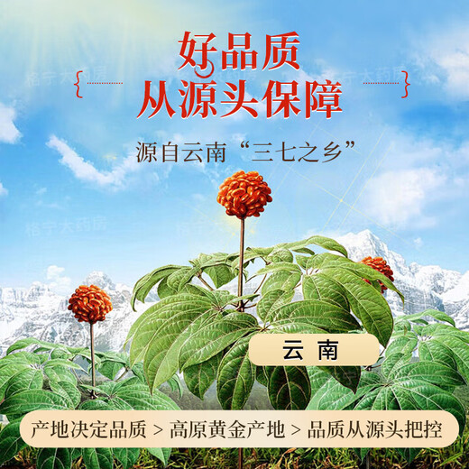 Yunnan panax notoginseng Powder chinois comprimés de médecine à base de plantes indépendantes dispersant la stase sanguine pour arrêter les saignements réduisant l'enflure et le soulage