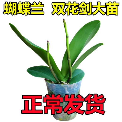 Double Foil Phalaenopsis Potted Orchid Seedlings with Foil Flower Sword All Seasons Blooming Indoor Flowers Easy to Grow and Live 25. Tricolor Bird - Double Foil Sword Shipped Good with Potted Plants
