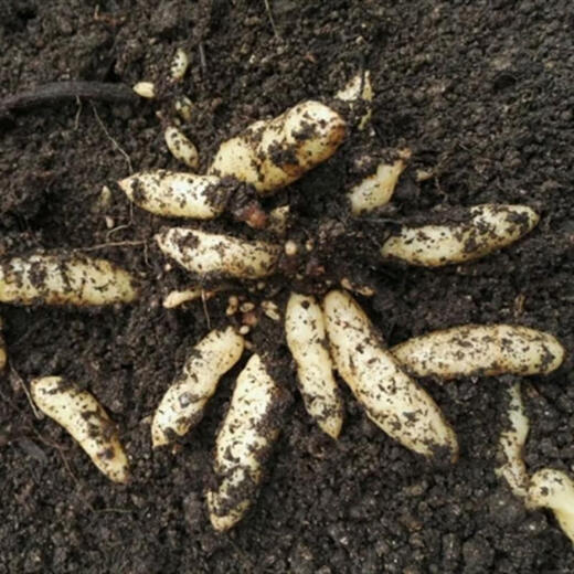 Gastrodia seeds 0th generation Gastrodia 1st generation Gastrodia seedlings Gastrodia seeds for four seasons planting in the ground potted plants Gastrodia granular seeds 100 grains + rooting fertilizer