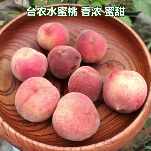 Taiwan Agriculture Pfirsichbaumsämlinge, Pfirsichfruchtsamen, im Norden und Süden mit Erde gepflanzt und Blätter für 13 Jahre altes Geschäft 3einhalb Jahre Sämlinge Pfirsich 738 111 cm (inklusive) -140 cm (inklusive) (inklusive) (inklusive) (inklusive)