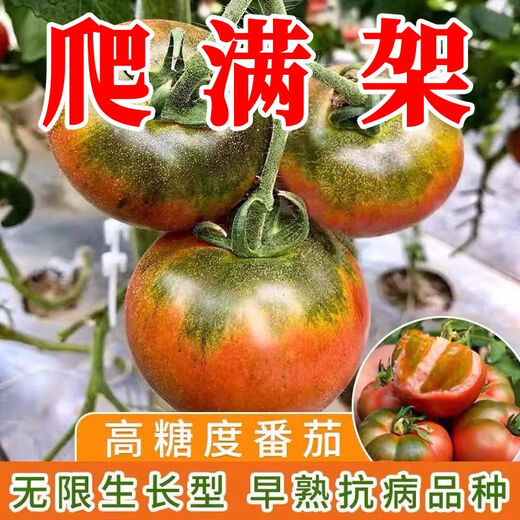 Qili Authentic Fruit Strawberry Tomato Seeds Super Sweet Tiny Tomato Seeds Balcony Field Spring and Autumn Planting Tiny Strawberry Tomato Seeds 1 Pack/100 Spread