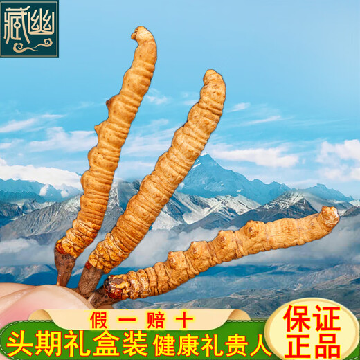 Zangyou auténtica caja de regalo Cordyceps con tónico para la primera etapa del regalo de Cordyceps para que los ancianos y los padres lideren el regalo nutricional [uso económico] 5 palos/G-50 gramos de 250 palos [descuento especial]