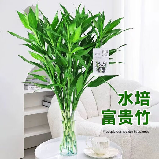 Shuzhimei Hydroponic Green Plant Lucky Bamboo Hydroponic Plant 10 Lucky Bamboo Plants About 70-80cm High - Bottle Not Included Straight from the Source