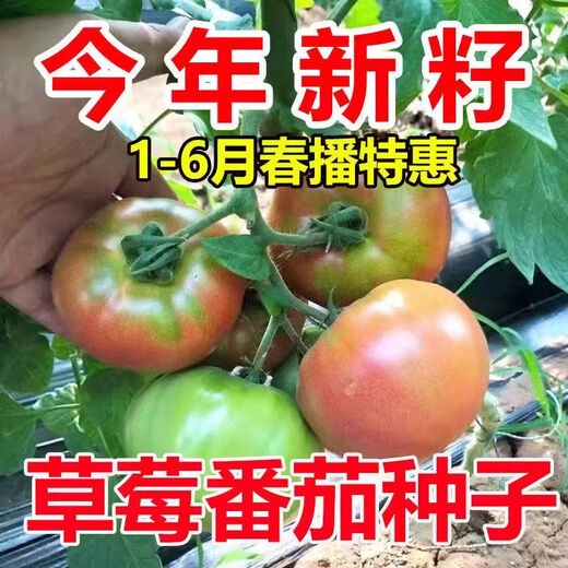 Qili Authentic Fruit Strawberry Tomato Seeds Super Sweet Tiny Tomato Seeds Balcony Field Spring and Autumn Planting Tiny Strawberry Tomato Seeds 1 Pack/100 Spread