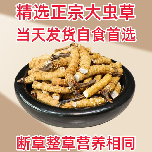 Cordyceps sinensis broken grass authentic fine snow-capped mountain plateau cordyceps 2025 first period big broken grass self-eating nourishment Selected Tibet Nagqu big broken grass 20g pack