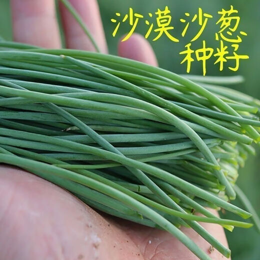 Original cold-resistant and drought-resistant wild onion seeds, wild onion seeds, Inner Mongolia balcony four-season onion seeds, wild onion seeds, new seeds this year, 2 packs of about 2,000 seeds