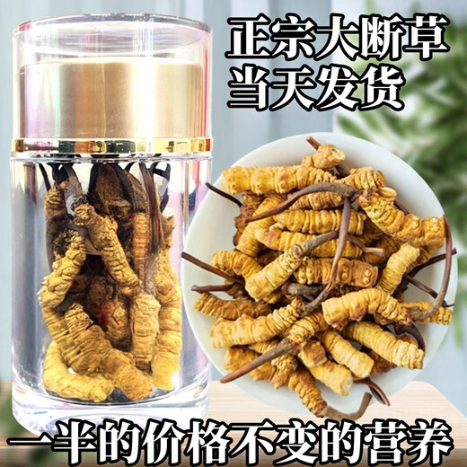 Cordyceps sinensis broken grass authentic fine snow-capped mountain plateau cordyceps 2025 first period big broken grass self-eating nourishment Selected Tibet Nagqu big broken grass 20g pack