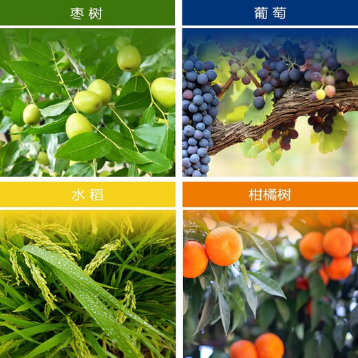 Qibao 20% gibberellic acid 920 plant growth regulating gibberellin grape germination pesticide elongation agent 1g*10 bags