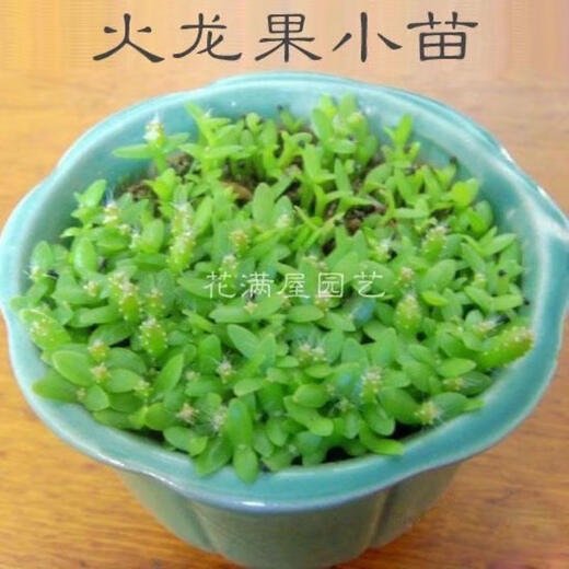 Laidong Red Skin Pitaya Fruit Seeds White Dragon Fruit Seeds Green Dragon Fruit Red Dragon Fruit Fruit Seeds Potted Red Skin Red Flesh Dragon Fruit Seeds 500 capsules