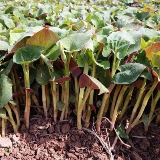 Houttuynia cordata seed seedlings + Sichuan authentic fresh folded ear root seedlings for home gardening and four-season potted plants Houttuynia cordata seeds only sell good seeds, buy one + one, get 2 bags for about 20