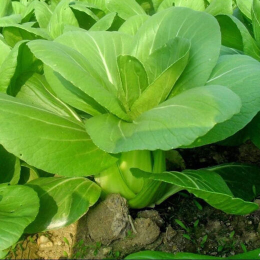 Shanghai green seeds for four seasons, small green vegetables, chicken feathers, fast vegetables, small cabbage, rape, heat, moisture and cold resistance, field use, original authentic April slow seeds, about 1200 capsules, 1 pack
