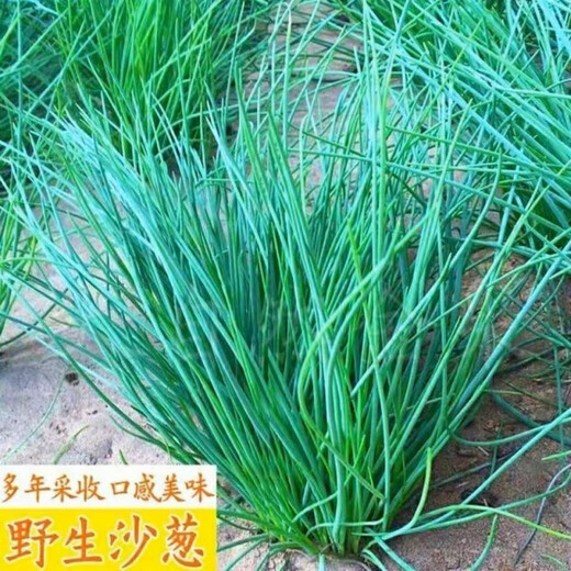 Original cold-resistant and drought-resistant wild onion seeds, wild onion seeds, Inner Mongolia balcony four-season onion seeds, wild onion seeds, new seeds this year, 2 packs of about 2,000 seeds