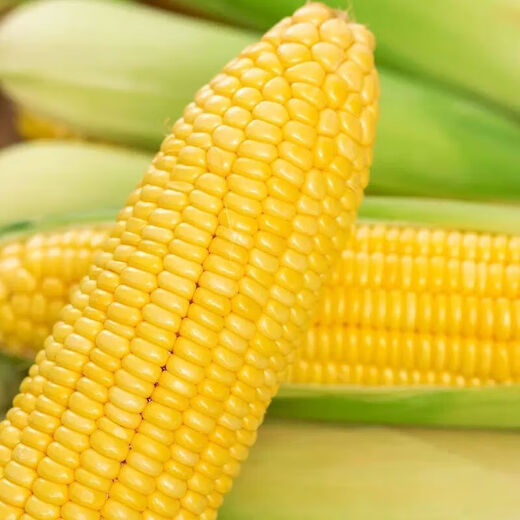 Fresh sweet corn Freshly picked fresh fruit corn Fresh sweet corn on the cob Fresh vegetables can be eaten raw for breakfast Fresh fruit corn 1Jin Jin equals 0.5kg Net weight starting from 300g