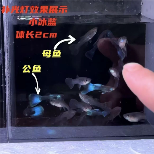 Ice basket guppy ink blue purebred guppy basket dress small tropical fish coral basket tail viviparous fish package live purebred ice blue 3-4 months old 1 pair