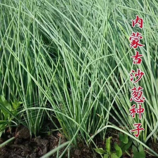 Original cold-resistant and drought-resistant wild onion seeds, wild onion seeds, Inner Mongolia balcony four-season onion seeds, wild onion seeds, new seeds this year, 2 packs of about 2,000 seeds