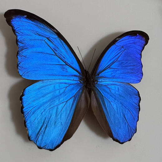
Insect Valley Big Blue Flash Butterfly Butterfly Specimen Photo Frame Butterfly Art Frame Real Butterfly Friends Holiday Gift Collection No. 1098
