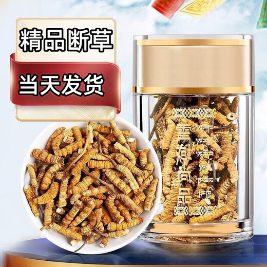 Cordyceps sinensis broken grass authentic fine snow-capped mountain plateau cordyceps 2025 first period big broken grass self-eating nourishment Selected Tibet Nagqu big broken grass 20g pack