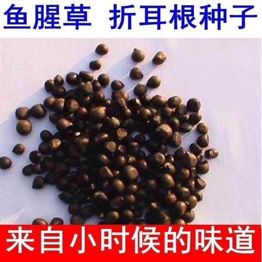 Houttuynia cordata seed seedlings + Sichuan authentic fresh folded ear root seedlings for home gardening and four-season potted plants Houttuynia cordata seeds only sell good seeds, buy one + one, get 2 bags for about 20