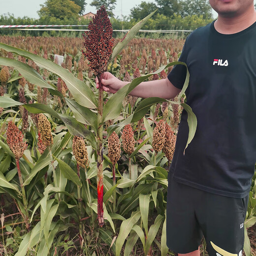 Dwarf wine glutinous sorghum king super ton iron 1 meter red sorghum seed dwarf bird resistant brewed sorghum seed ton beam short big head 50g plant height 1.1 meters