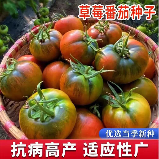 Qili Authentic Fruit Strawberry Tomato Seeds Super Sweet Tiny Tomato Seeds Balcony Field Spring and Autumn Planting Tiny Strawberry Tomato Seeds 1 Pack/100 Spread