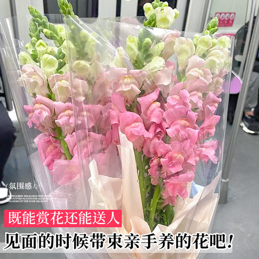 Linya Snapdragon Flowers 8-10 Branches Yunnan Straight Hair Large Flowers Fresh Cut Flower Hall Household Water Raised Random Source Straight Hair