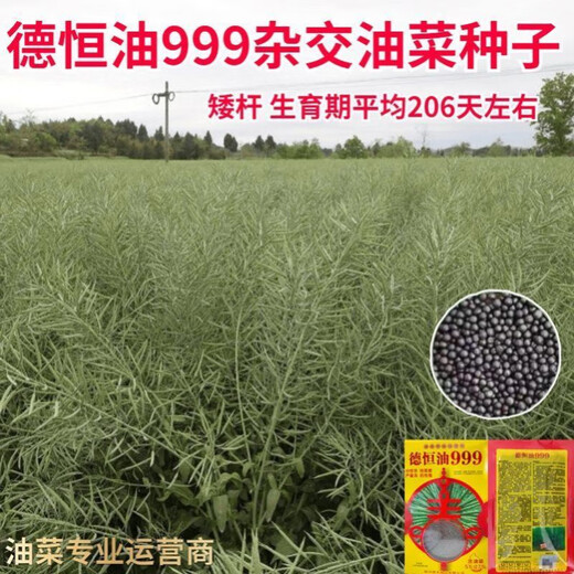 Гибридные высокоурожайные семена рапса Ван Юаньсин с короткими стеблями, морозостойкостью, устойчивостью к полеганию и раннеспелым маслом с высоким выходом масла. Deheng Oil 999 Рапсовое масло Deheng Oil 999 (две коробки) поставляется с пакетом 100 г борных удобрений.