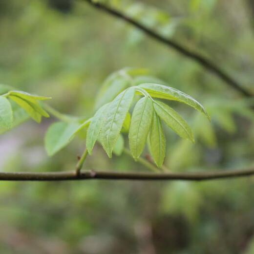 Jiangxi Xiushui Qingqian Willow Tea Special Wild Money Willow Qingqian Willow Tender Leaves and Tender Sprouts Chinese Herbal Medicine Health Tea 2000g 500-year-old ancient tree Qingqian Willow Xiushui Local 500-year-old tree Wild Money Willow Buds