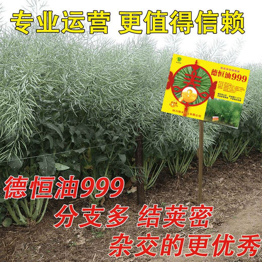 Гибридные высокоурожайные семена рапса Ван Юаньсин с короткими стеблями, морозостойкостью, устойчивостью к полеганию и раннеспелым маслом с высоким выходом масла. Deheng Oil 999 Рапсовое масло Deheng Oil 999 (две коробки) поставляется с пакетом 100 г борных удобрений.