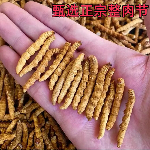Cordyceps sinensis big broken grass pure meat festival affordable authentic big broken grass 50g gift box for gift for self-use. Authentic fine meat festival 5g pack for Tibet Nagqu authentic fine meat festival