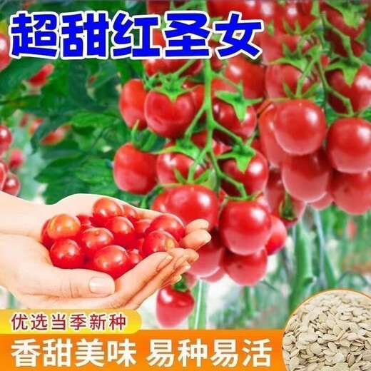 Red Cherry Tomato Seeds Cherry Tomato Vegetable Tomato Seed Potted Yellow Cherry Tomato Vegetable Seed Huayu Huayu Original Color Pack 1 Pack About 200 Pieces