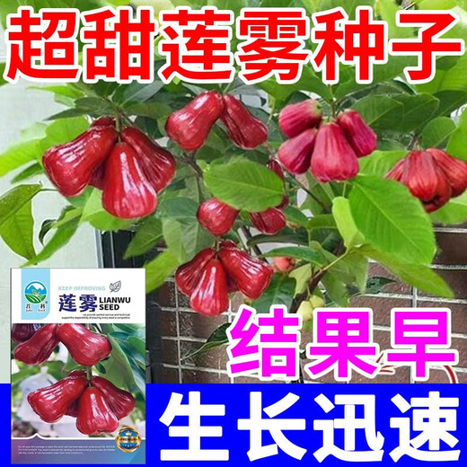 Lotus mist seeds. Lotus mist seeds are sown in all seasons. Balcony potted plants are planted in small yards. Simple and high-yielding fruit seeds. Super sweet mist lotus seeds. Fruits explode every year. Only good seeds are sold. 2025 new seeds. About 105 seeds.