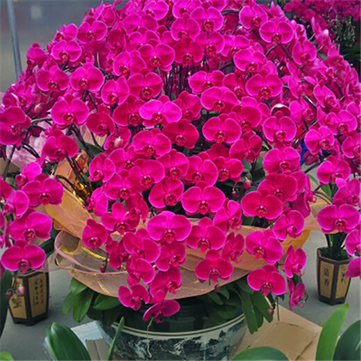Double Foil Phalaenopsis Potted Orchid Seedlings with Foil Flower Sword All Seasons Blooming Indoor Flowers Easy to Grow and Live 25. Tricolor Bird - Double Foil Sword Shipped Good with Potted Plants