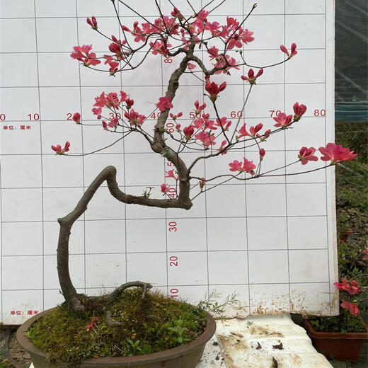 
Premium and precious tree species, Yingshanhong bonsai smoke, purple and red flowers, flowers first, then leaves variety, National Flag Red Rhododendron potted plant 12185, not including pots