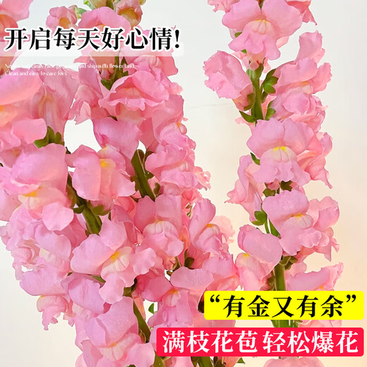 Linya Snapdragon Flowers 8-10 Branches Yunnan Straight Hair Large Flowers Fresh Cut Flower Hall Household Water Raised Random Source Straight Hair