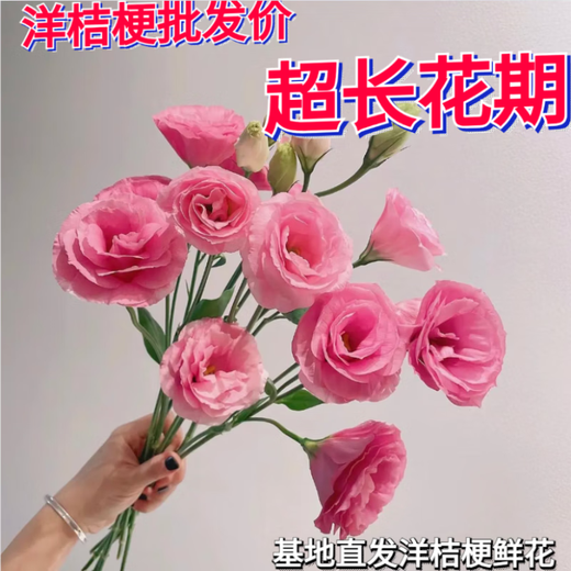 Kunming Lisianthus flower base direct hair indoor living room flower arrangement water for home bouquet gifts Yunnan direct batch random color Lisianthus + free grass 1 to 3 flowers with buds (no grass and preservative