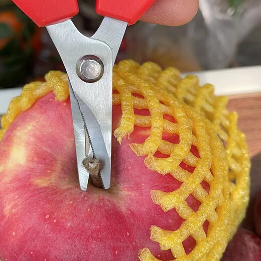 Yeyu stainless steel large tilt-head fruit picking scissors, tomato navel orange fruit scissors, special scissors for oranges and grapes, stainless steel tilt-head pruning scissors, 1 pair, with serrations for sharper