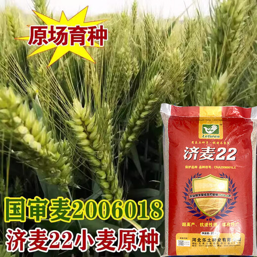 Nationally approved Jimai 22 wheat seeds, high-quality strong-gluten field winter wheat seeds, high-yielding dwarf stalks, resistant to lodging and large ears, original species Jimai 22 wheat 1 Jin Jin is equal to 0.5 kg, cultivated by Shandong Academy of Agricultural Sciences
