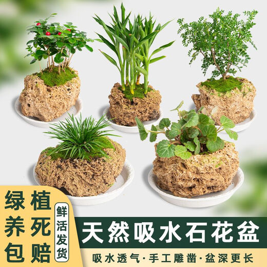 Absorbent stone flower pot, natural strange stone, absorbent stone, water-absorbing stone, raw stone stone pot, calamus succulent potted plant, bonsai micro-scape, 10-12cm stone pot + round base + grass seeds