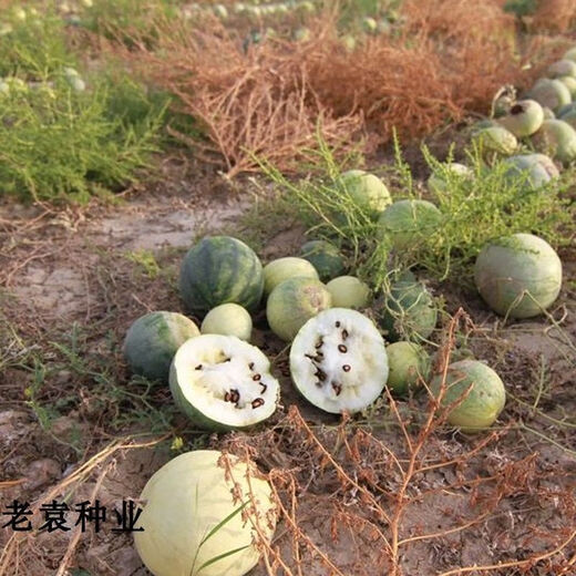 Big melon seeds, black watermelon seeds, watermelon seeds, spring and summer fruit seeds, 500g of seeds