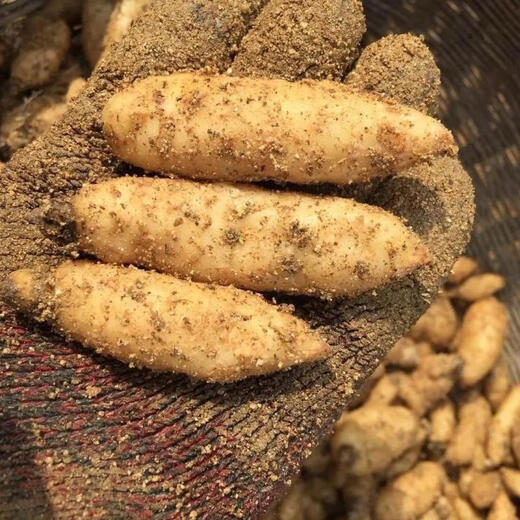 Gastrodia seeds 0th generation Gastrodia 1st generation Gastrodia seedlings Gastrodia seeds for four seasons planting in the ground potted plants Gastrodia granular seeds 100 grains + rooting fertilizer