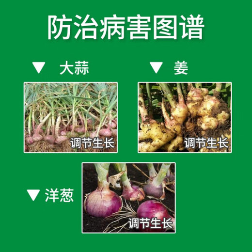 Di Pangge chlorcholinacetic acid, garlic, ginger, onion, Panax notoginseng and Atractylodes underground rhizome expansion agent to increase production 50g*5 bags