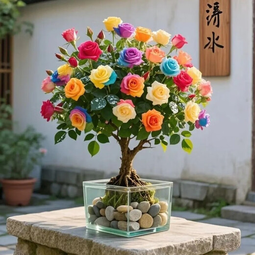 Colorful roses, one tree, multi-color potted old piles, blooming in all seasons, easy to grow indoors, cold and heat-resistant, suitable for balcony and courtyard, colorful roses, hydroponic water and soil/9-year-old old piles, 2 pieces, full bloom + fertilizer